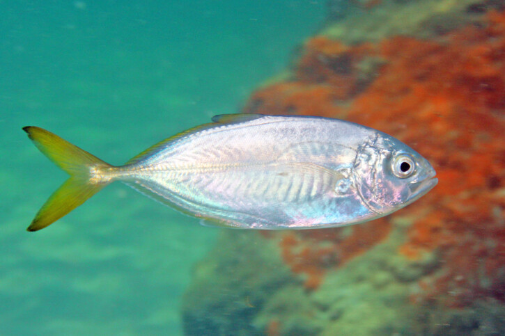 Caranx-crysos-725×483