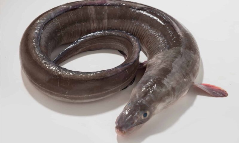 Conger-Eel-isolated