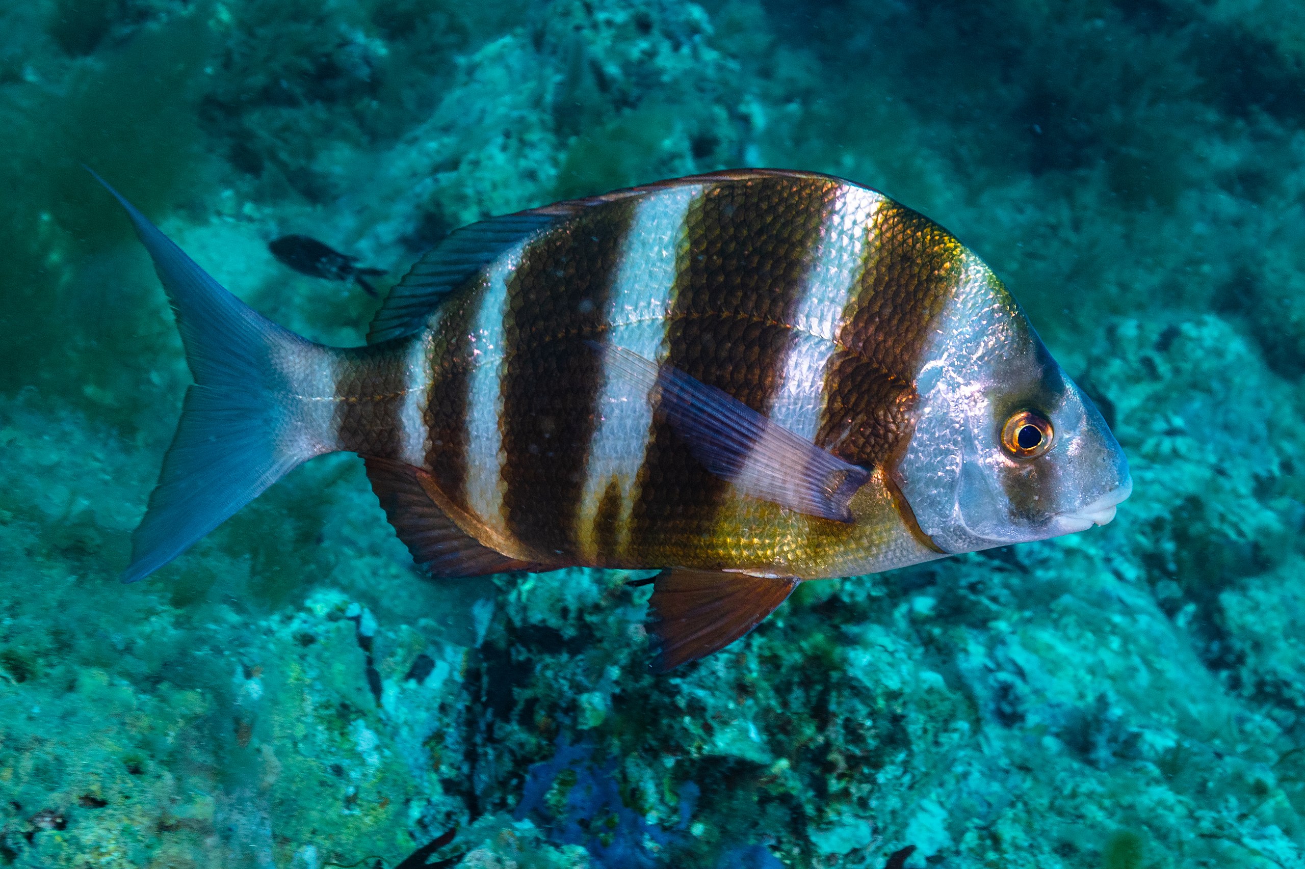 ⁦بو البرادع⁩ - الصورة ⁦2⁩