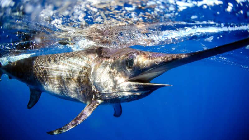 Swordfish-off-Florida-coast-1