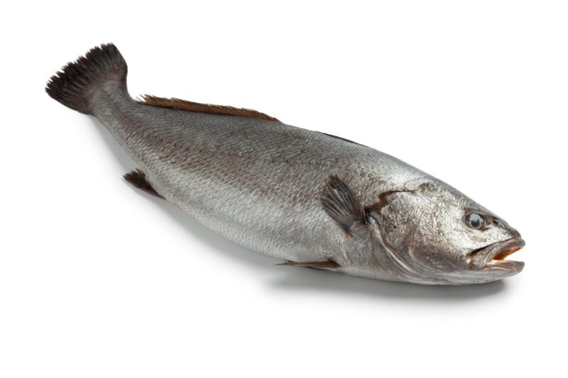 corvina_93089ca56eb49597b5db2215db6c7e0b