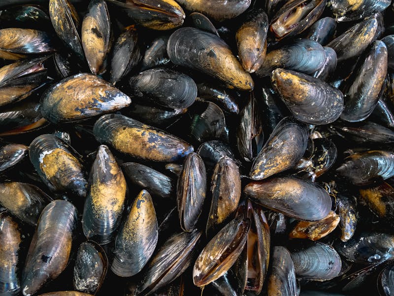 Photo by Kindel Media High-angle view of fresh mussels in shells, showcasing sea bounty and natural textures.