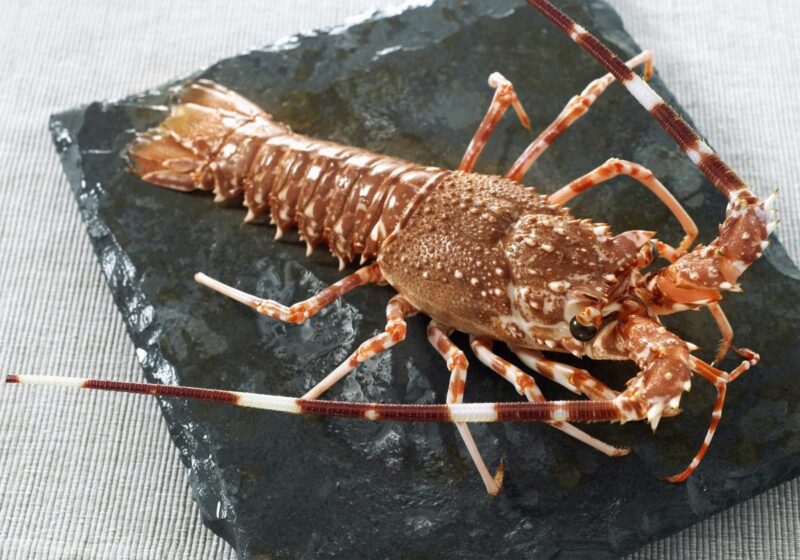 imgi_8_Lobster_Spiny_Whole-1-1200×840